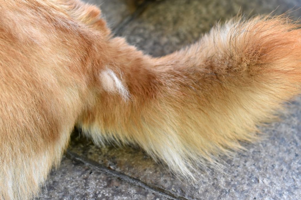 秋なのに犬の換毛期が来ない⁉換毛サイクルからズレが生じる原因、病気の可能性、予防法を解説！