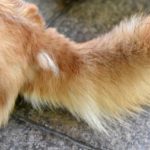 秋なのに犬の換毛期が来ない⁉換毛サイクルからズレが生じる原因、病気の可能性、予防法を解説！