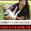 「犬が飛びつくのをやめさせたい」今日からできる対策5選