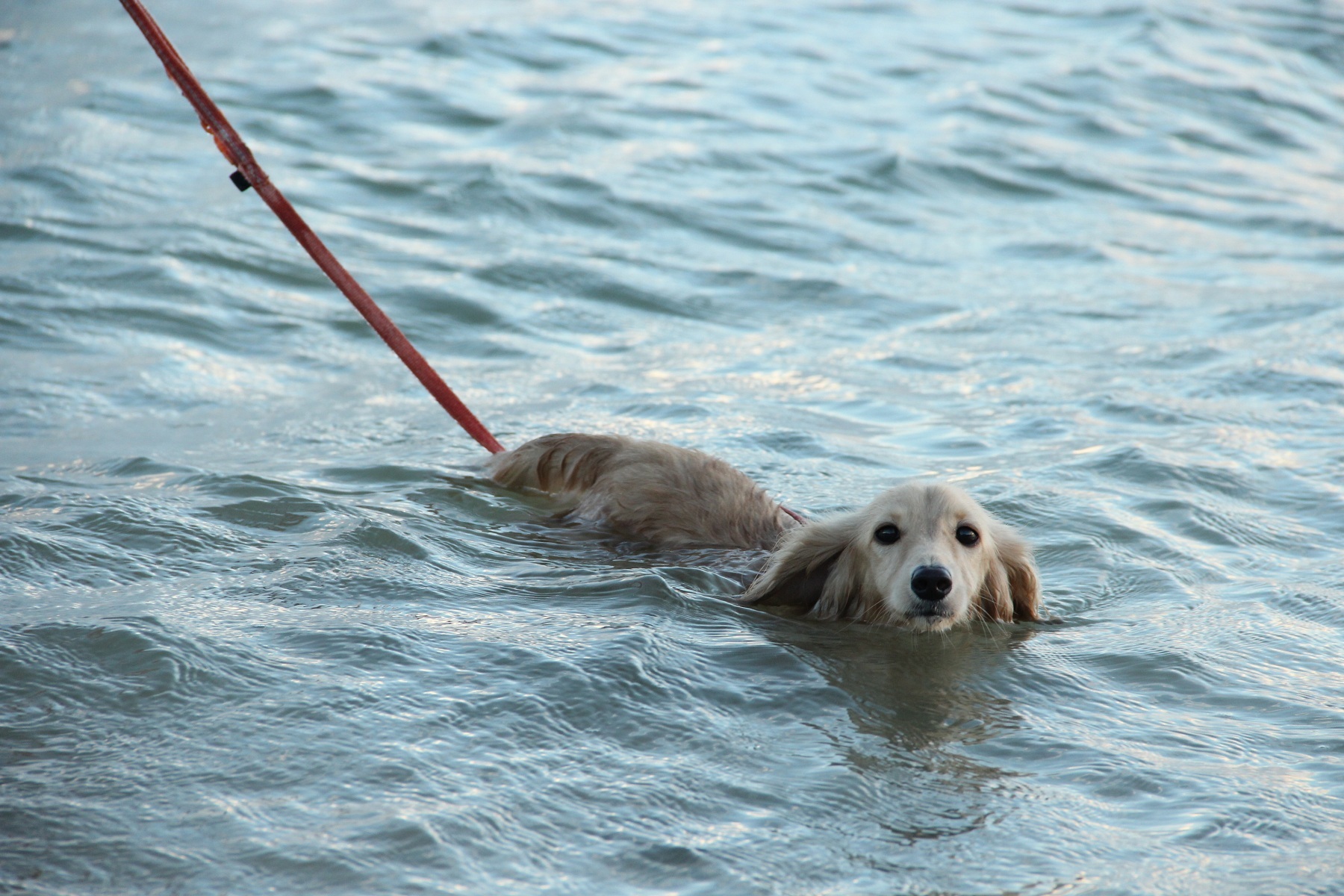 犬かき得意！