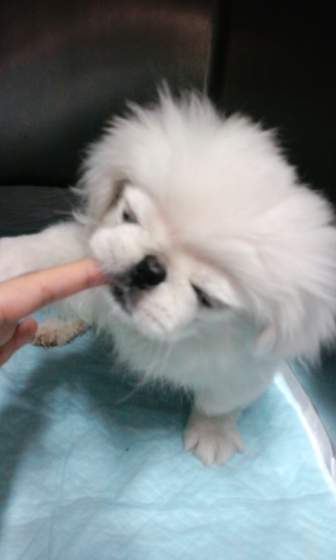 小犬らしくない