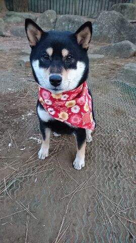 待つ犬