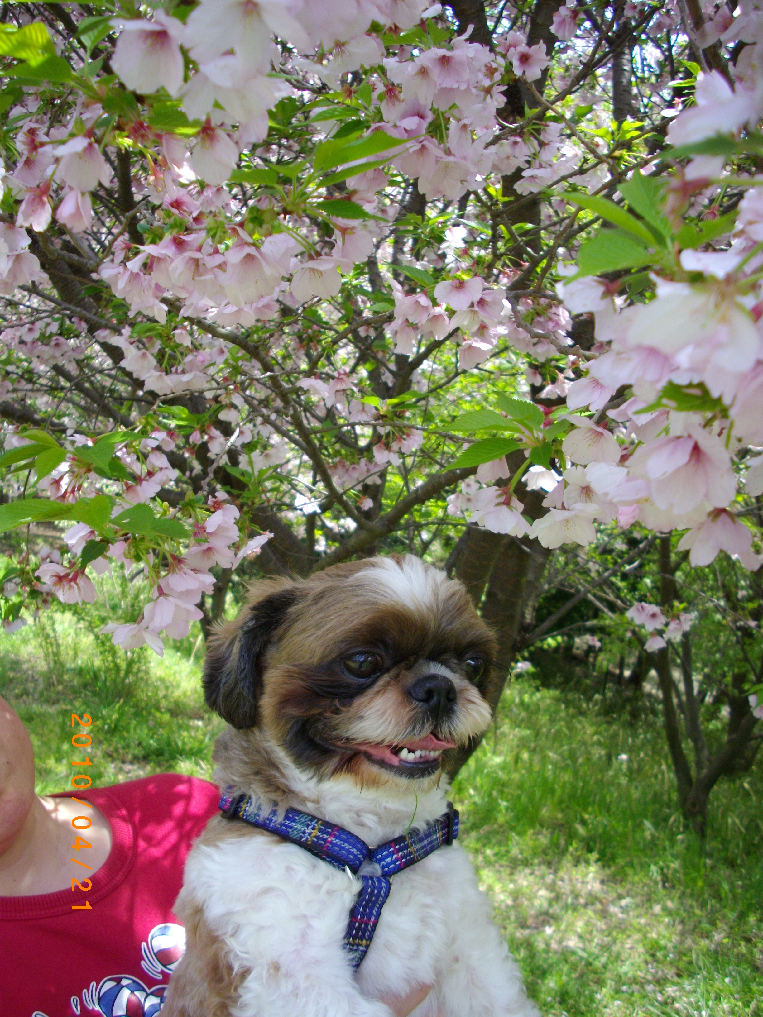 旅先で、愛犬が交通事故に！　本当に焦りました…