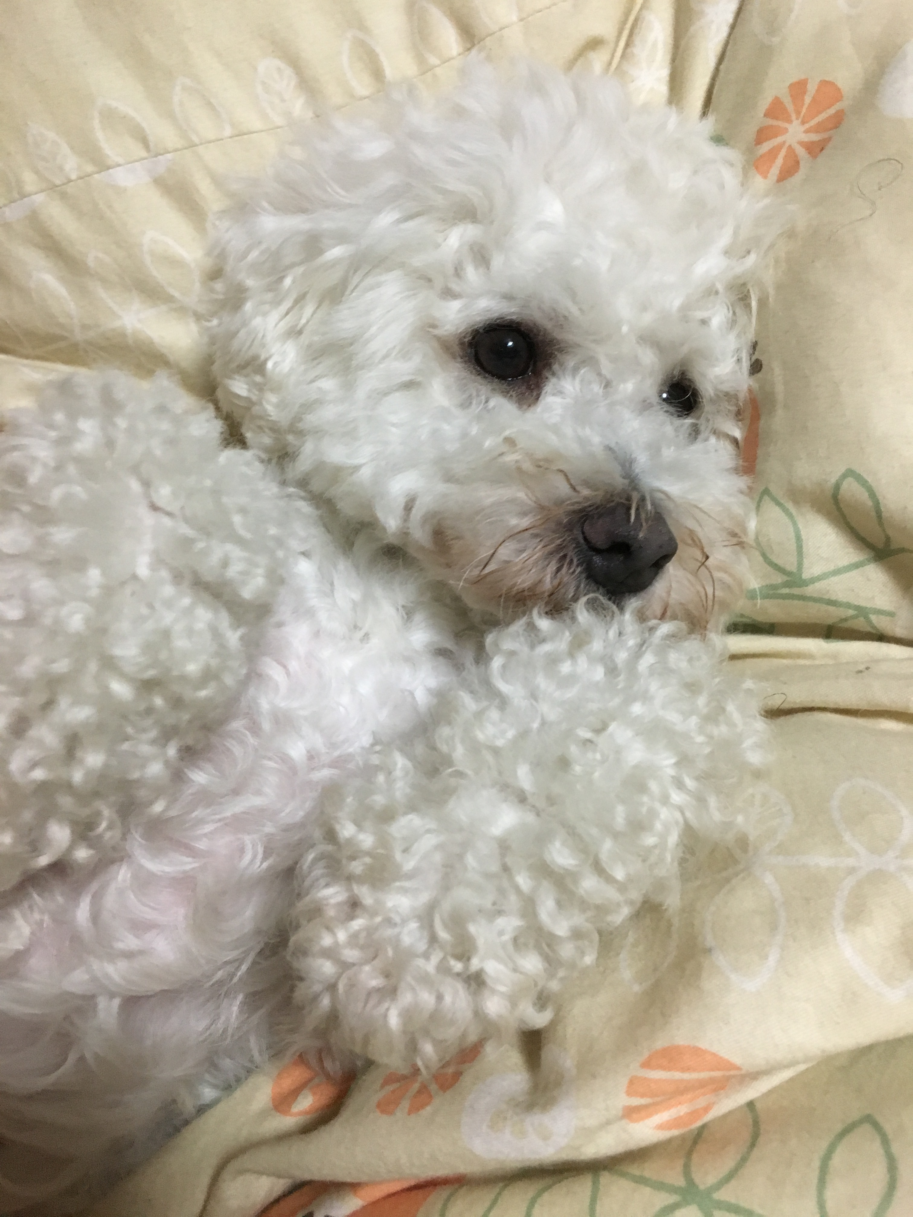 CHERI