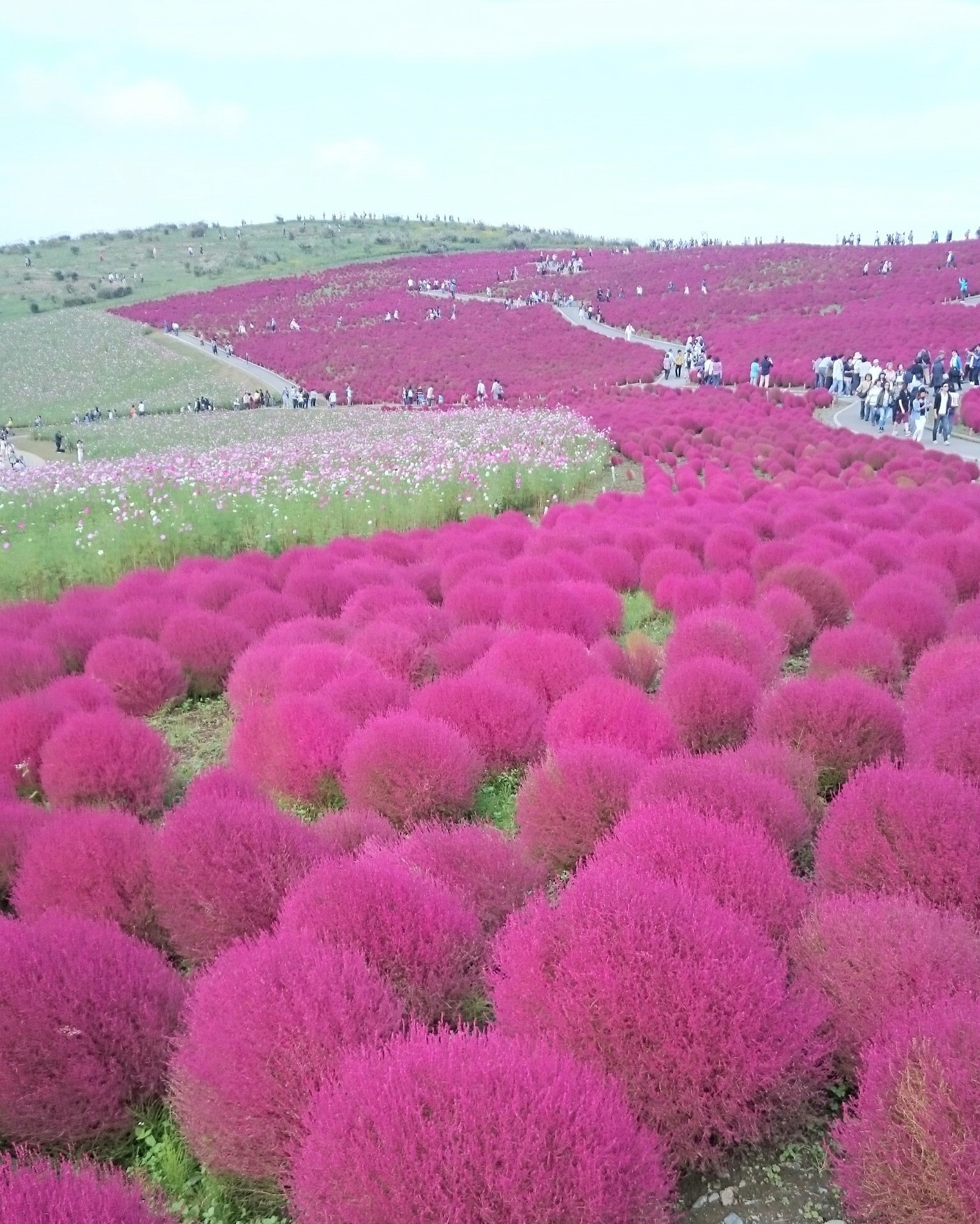 季節ごとのお花を見るのが楽しみ