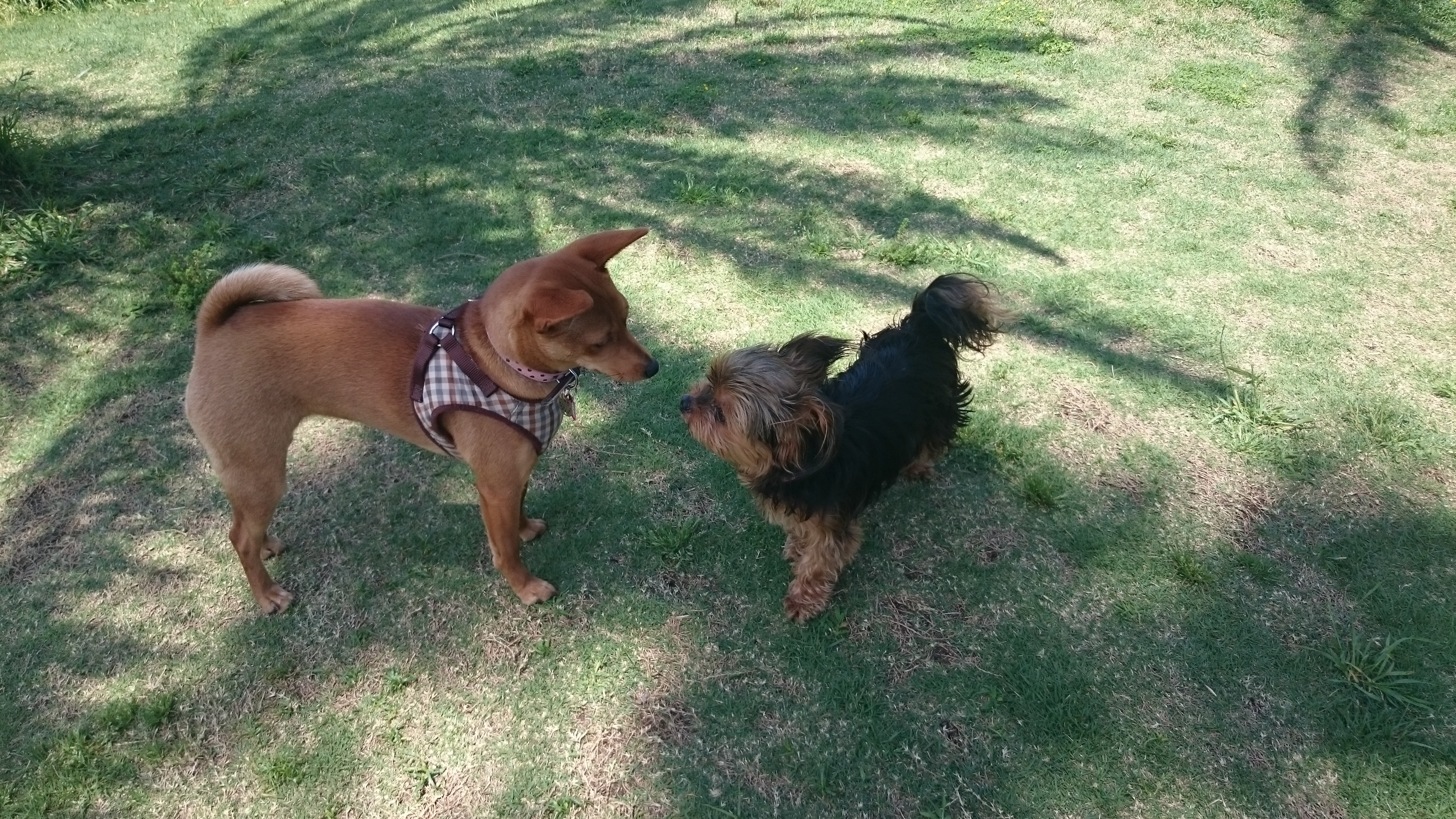 犬と猫と行ける屋外水族館♪