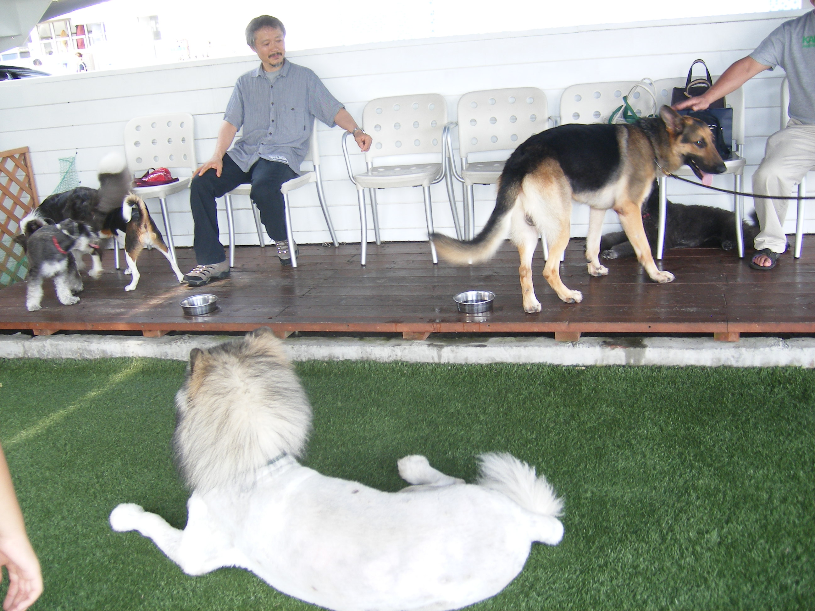 数少ない江ノ島近隣のドッグラン カフェ Dog Dept Cafe 湘南江ノ島 のクチコミ 犬と旅行 イヌトミィ