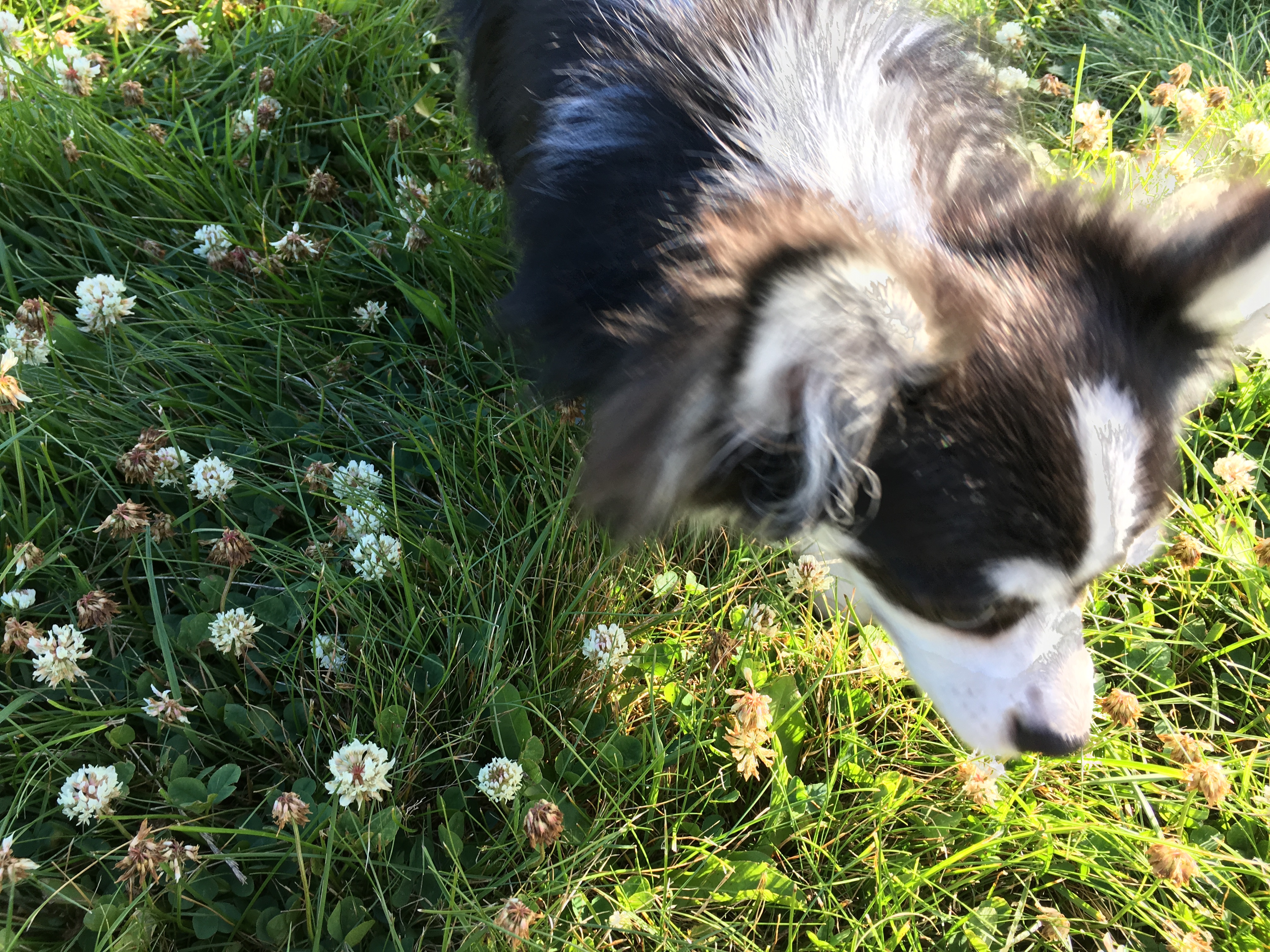 色んなワンちゃんに会える公園