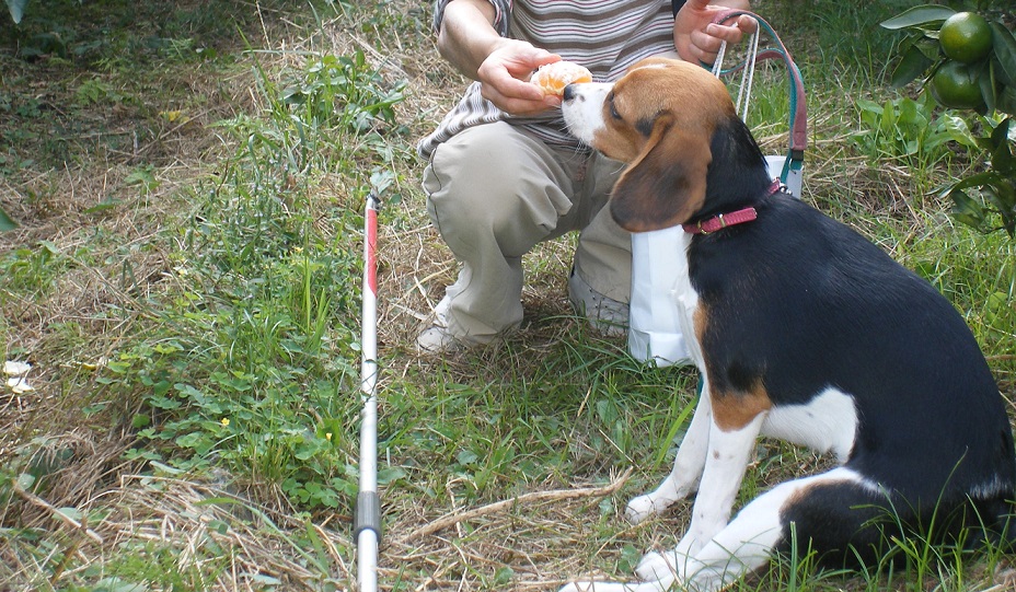 愛犬と一緒にみかん狩りも楽しめるランがある農園