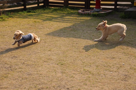 居心地良く愛犬と楽しめるスポット