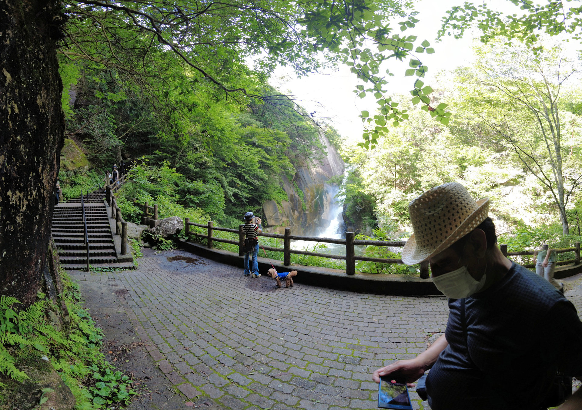 暑い時期に気持ち良く散歩できる。