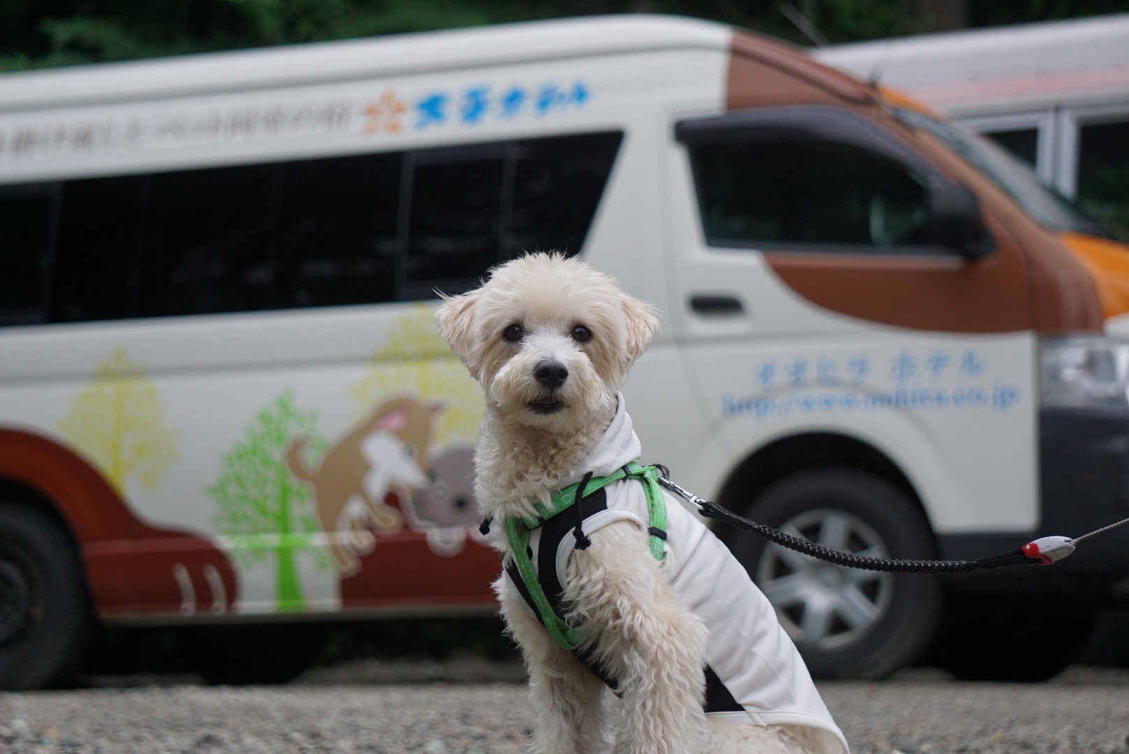 犬とゆっくりできる温泉宿