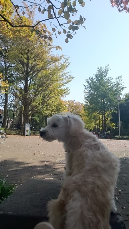 散歩によし、景色良し、ドックランがあるのでワンチャンいっぱいな公園