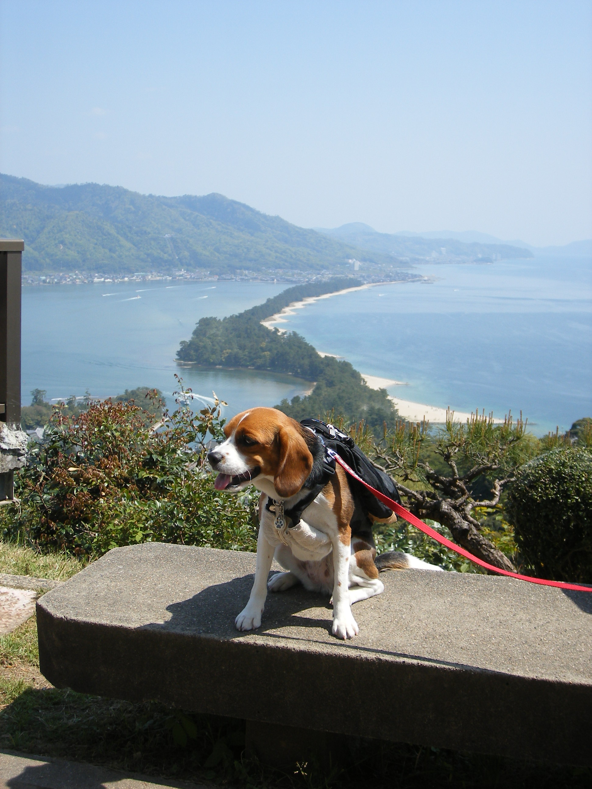 日本三景天橋立も愛犬と一緒に散策できるよ♪