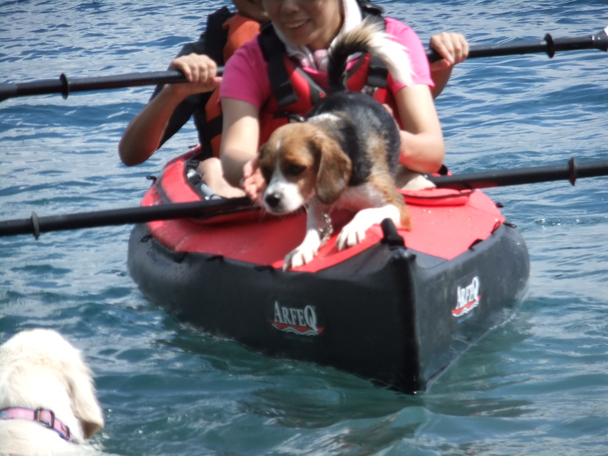 ワン友さんと本栖湖で水遊びしてきました！