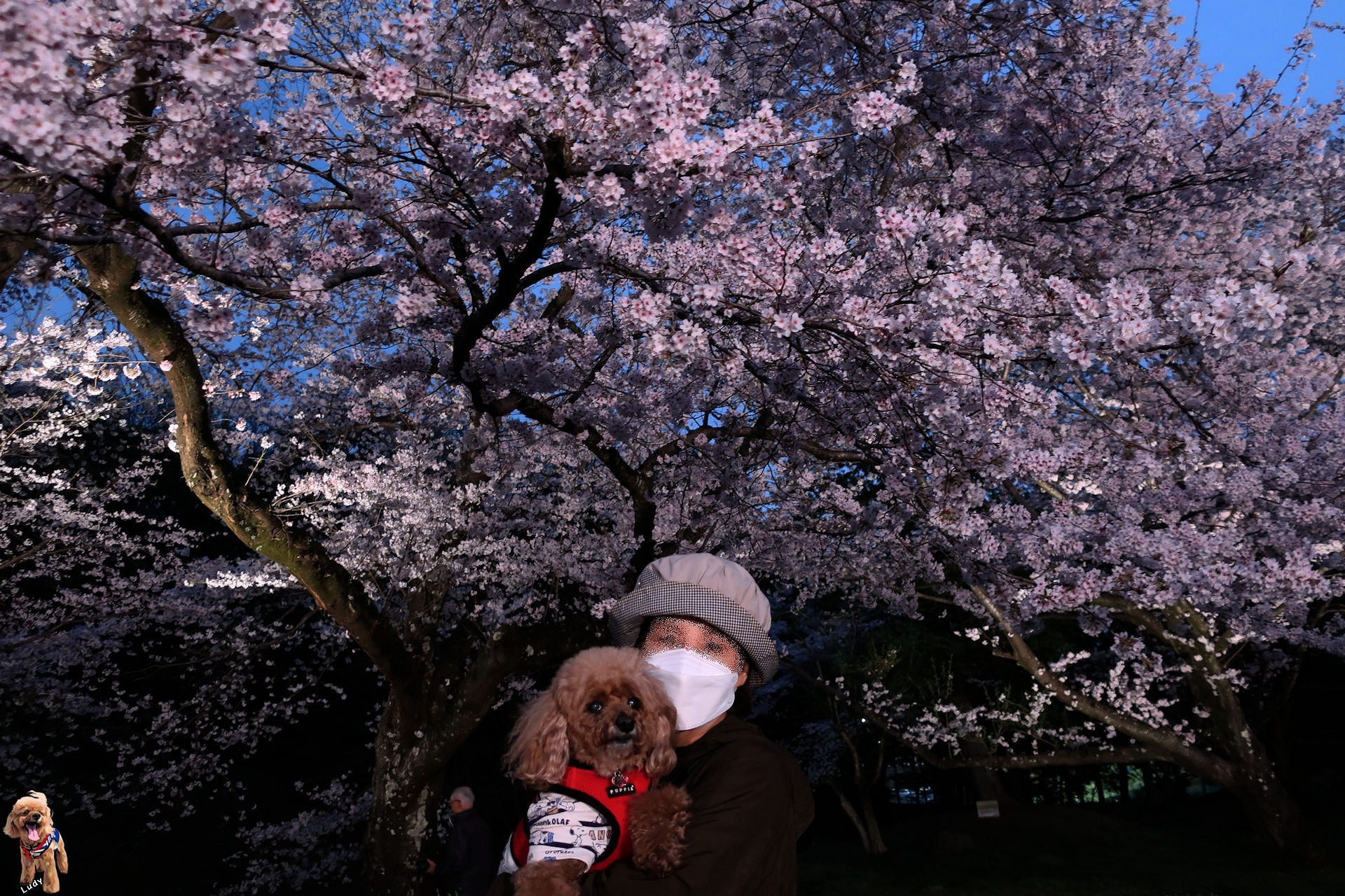 浮かび上がる桜の花びらに魅せられた。