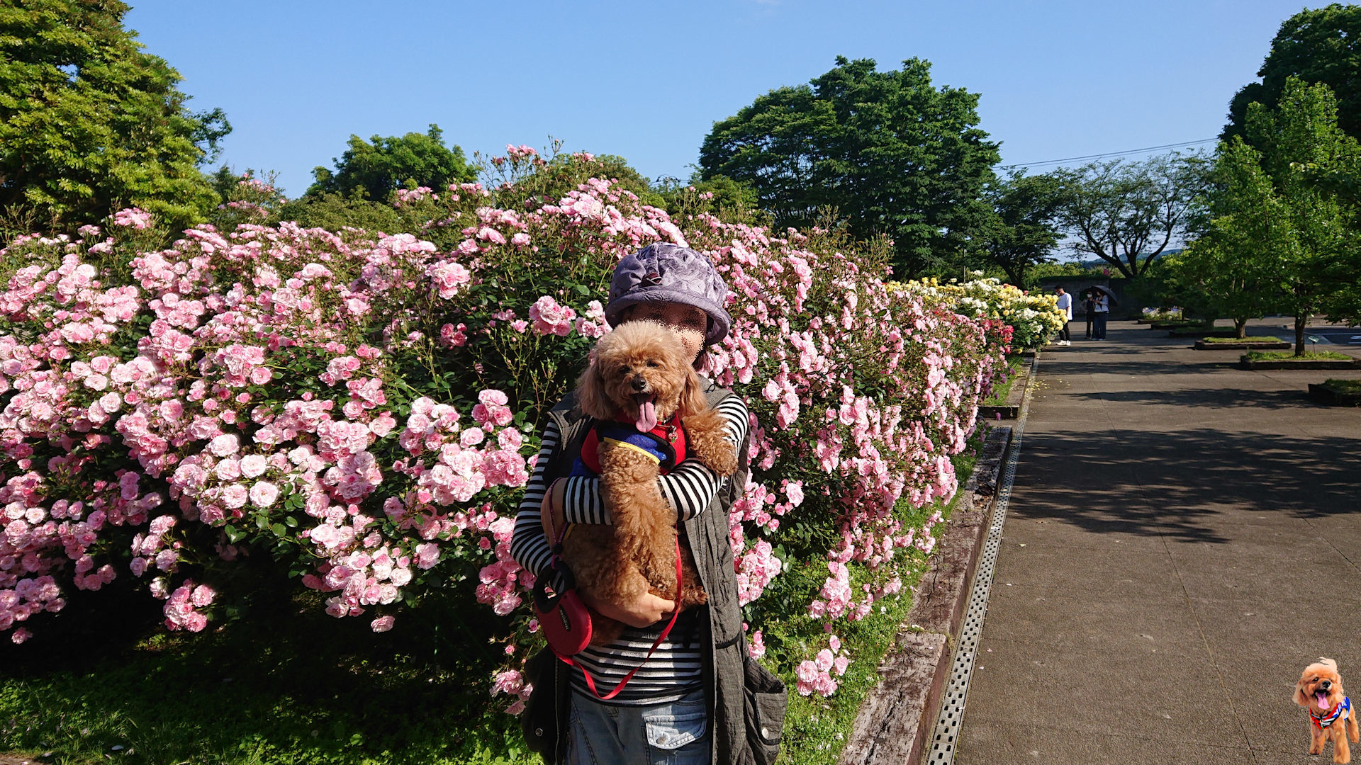 薔薇に囲まれてワンコと散歩。