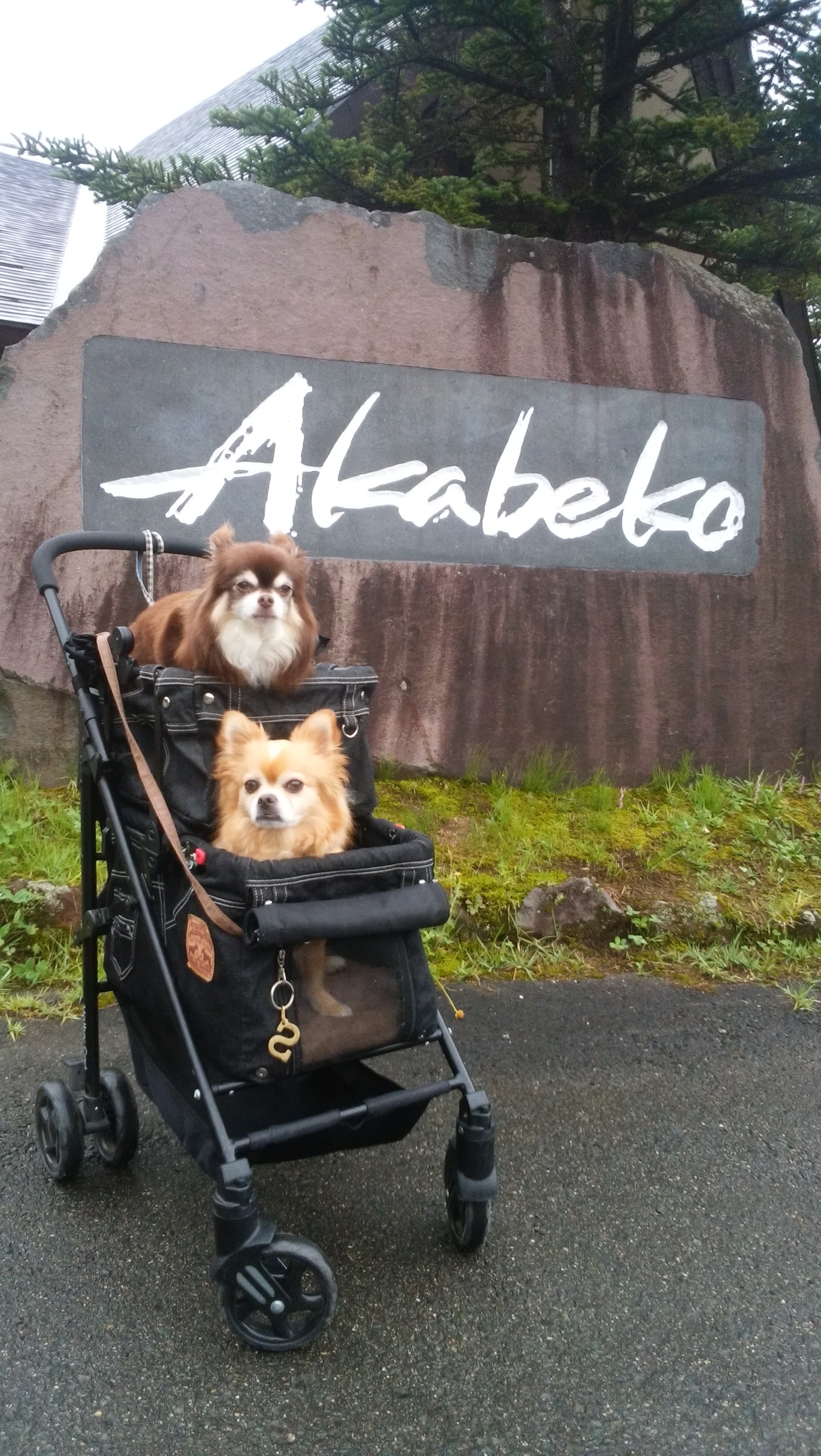 広いコテージでBBQが楽しめます