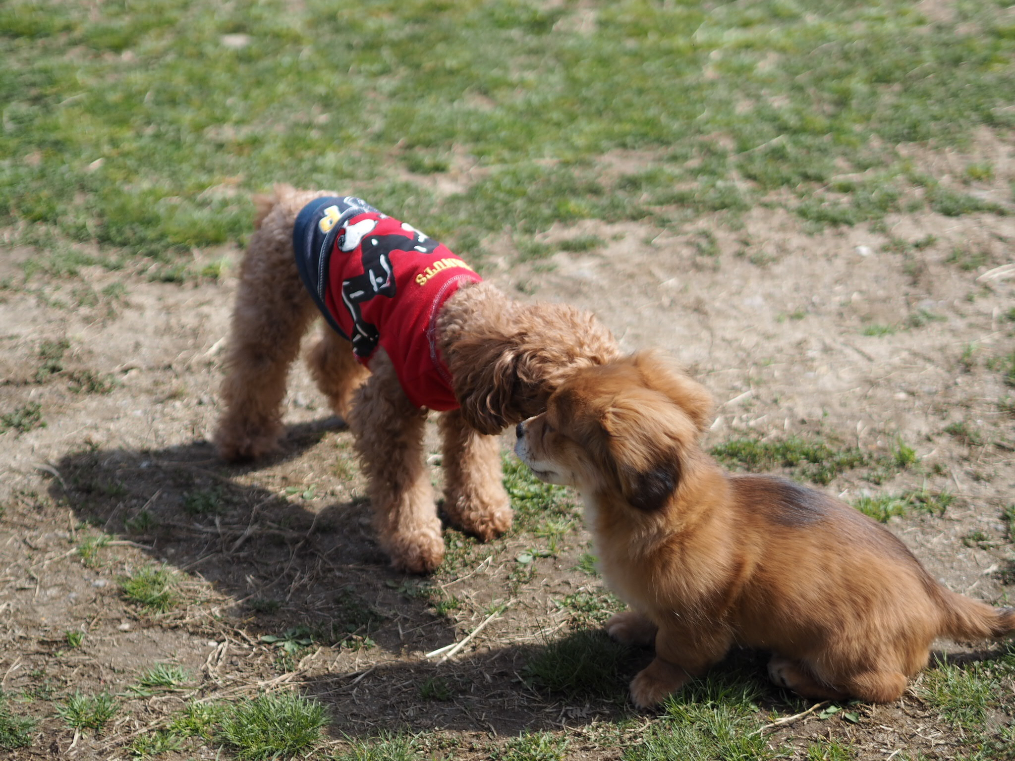 小型犬でも安心です