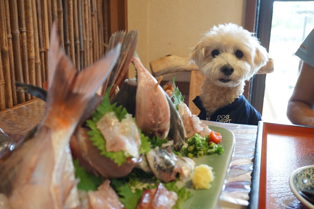 絶品金目鯛！犬店内OKで優しいお店