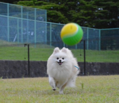 愛犬と一緒に♡充分なサービスでホテルを満喫