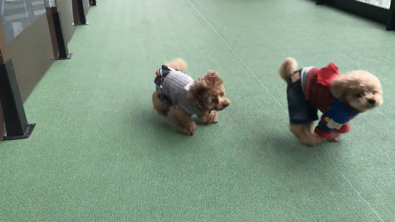 犬のためのモール ペット館