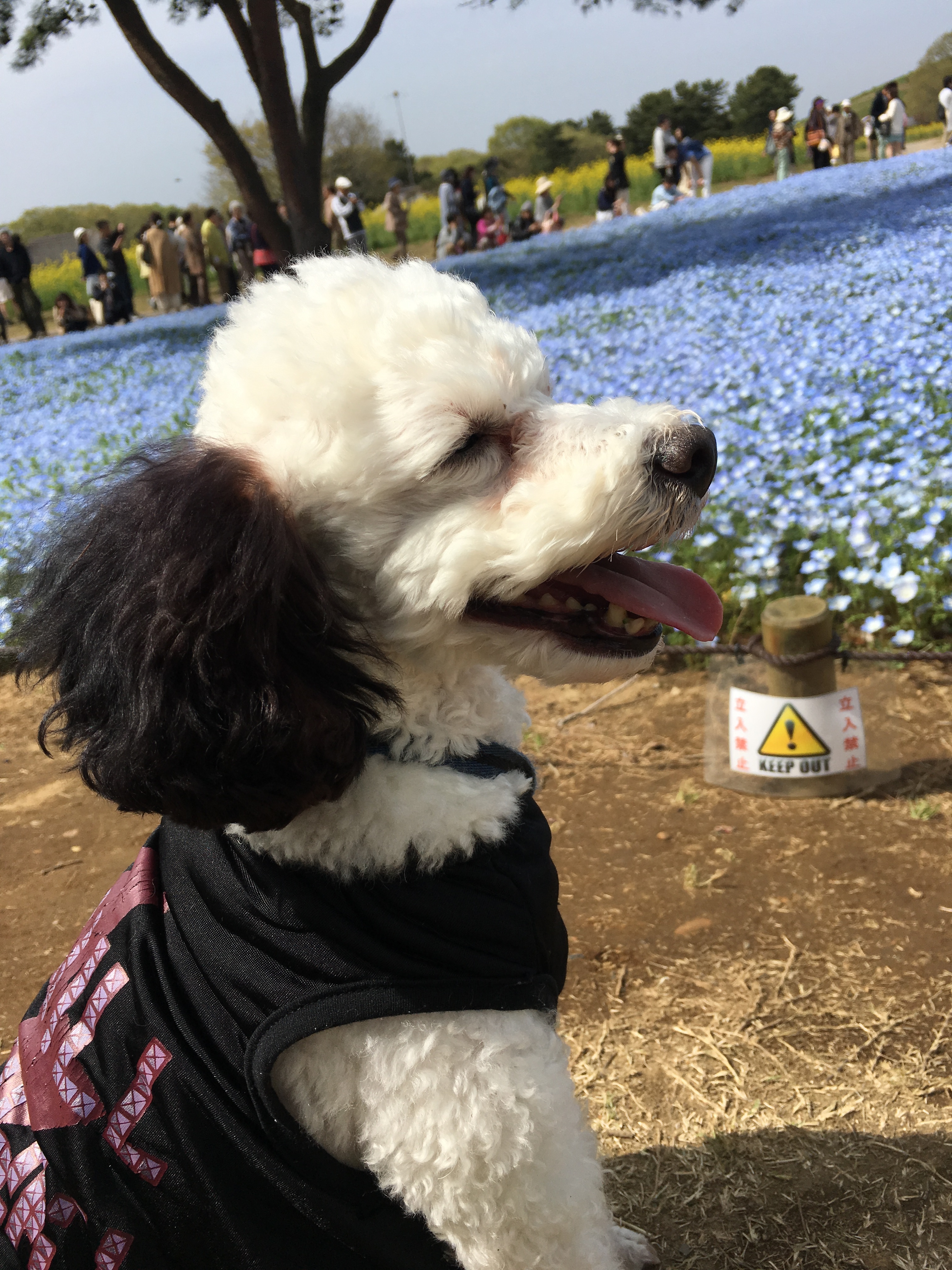 ひたち海浜公園！