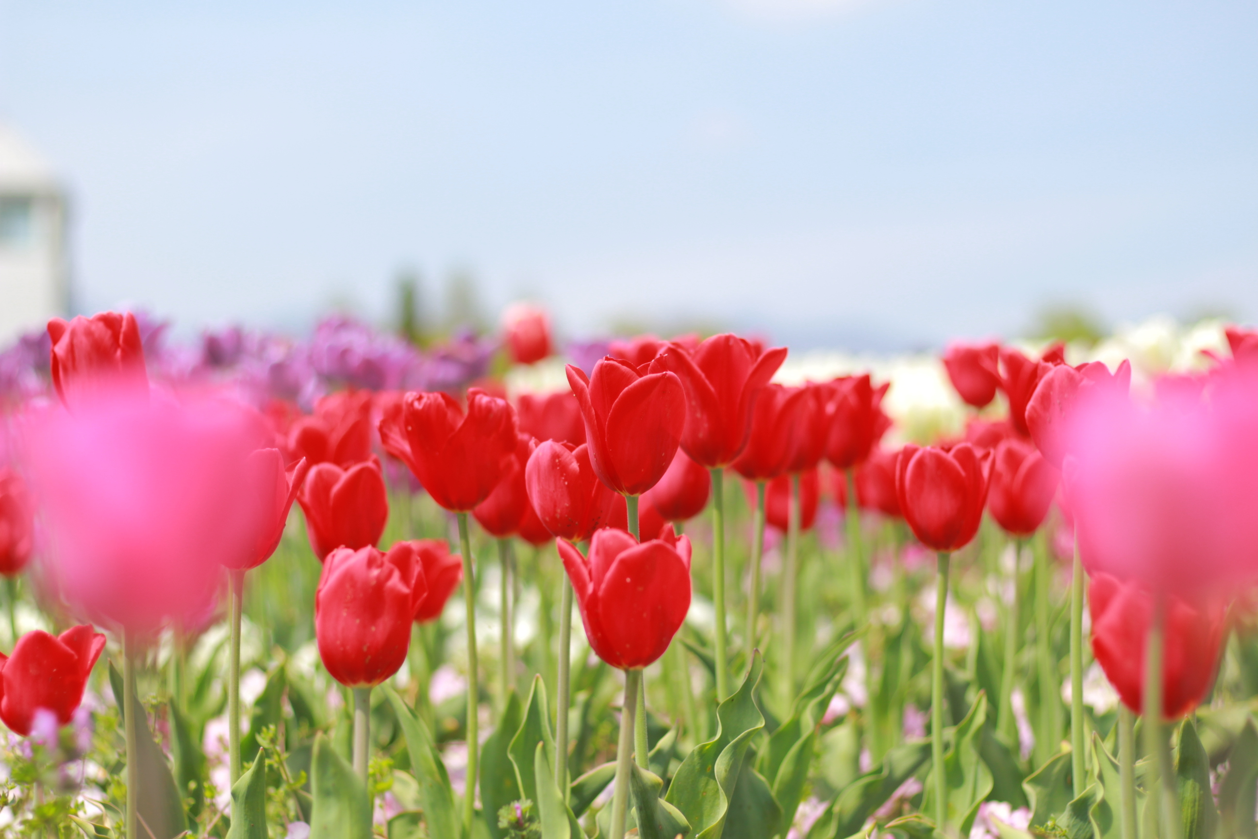 愛犬と四季の花が楽しめます。