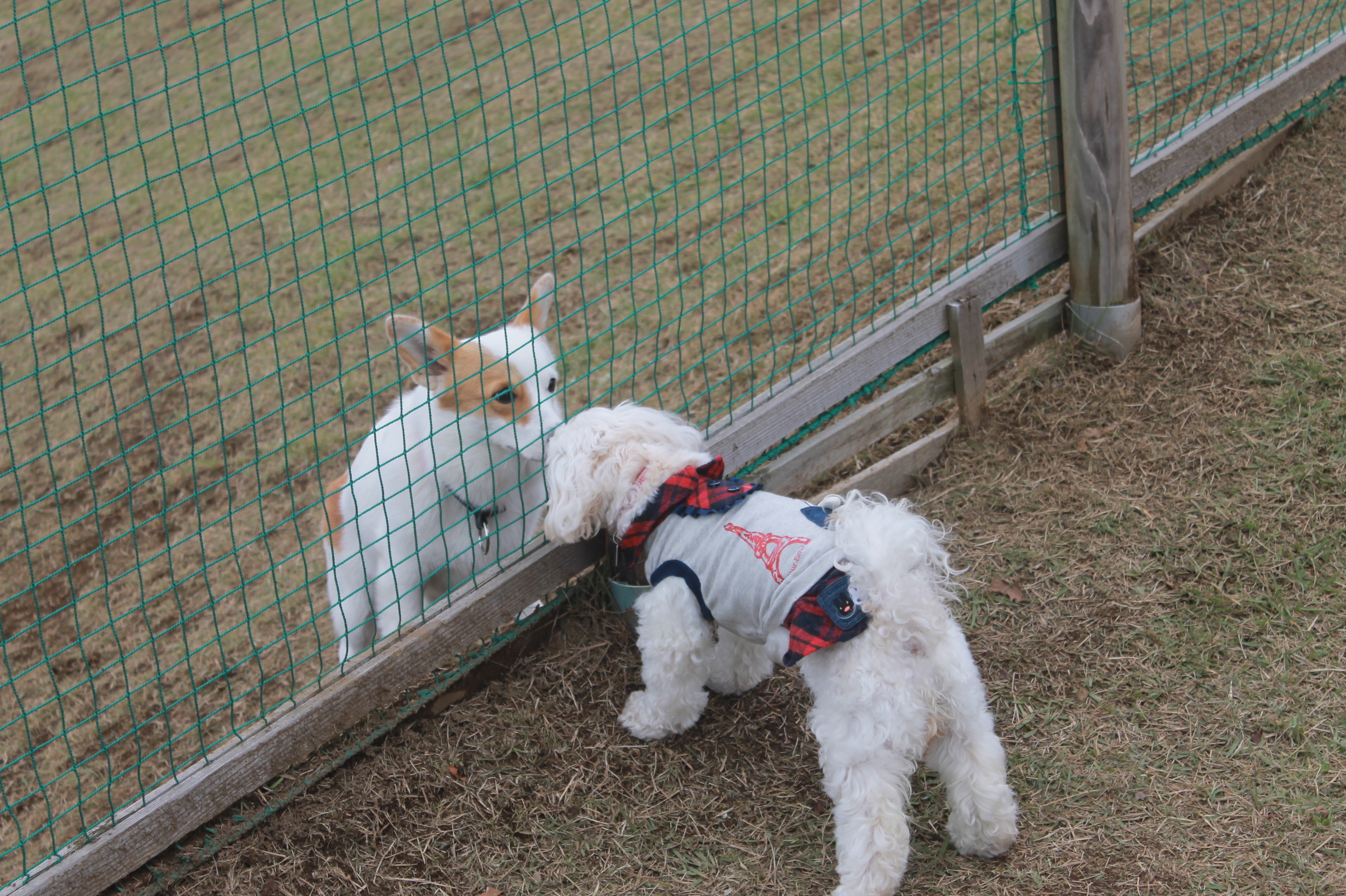 広々とした芝生のドッグラン。犬と一緒に乗れる乗り物もあります＾＾