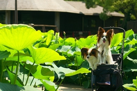 四季が楽しめる公園です