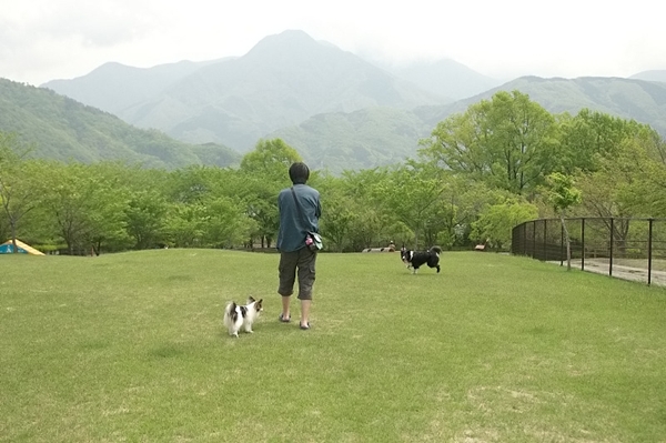 芝と景色が良いドッグラン