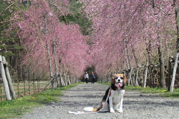 高原の公園でお花が綺麗な富士山絶景スポットで散歩