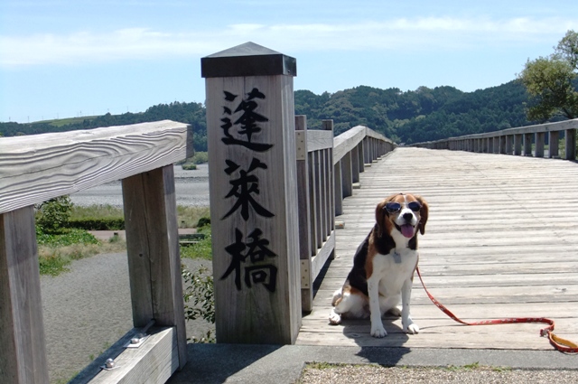 わんちゃんといっしょにギネスを渡る♪