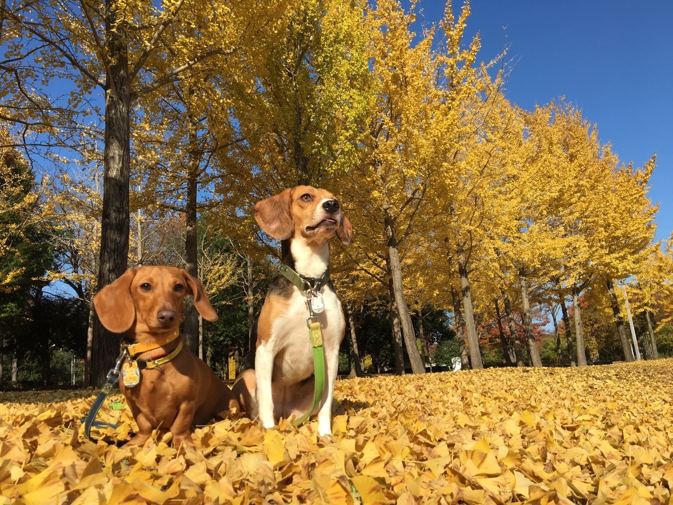 秋は紅葉！春は桜！