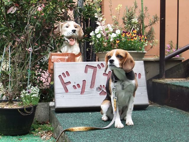 伊豆高原にある芝生が綺麗なドッグラン