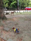 奈良公園にレッツGO！