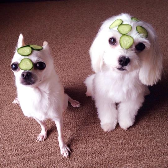 きゅうりパックで美白 あむあむさんの投稿写真 犬 愛犬フォトコンテスト イヌトミィ