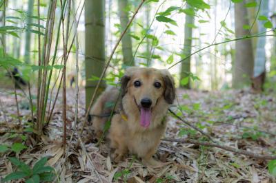 竹やぶからこんにちワン