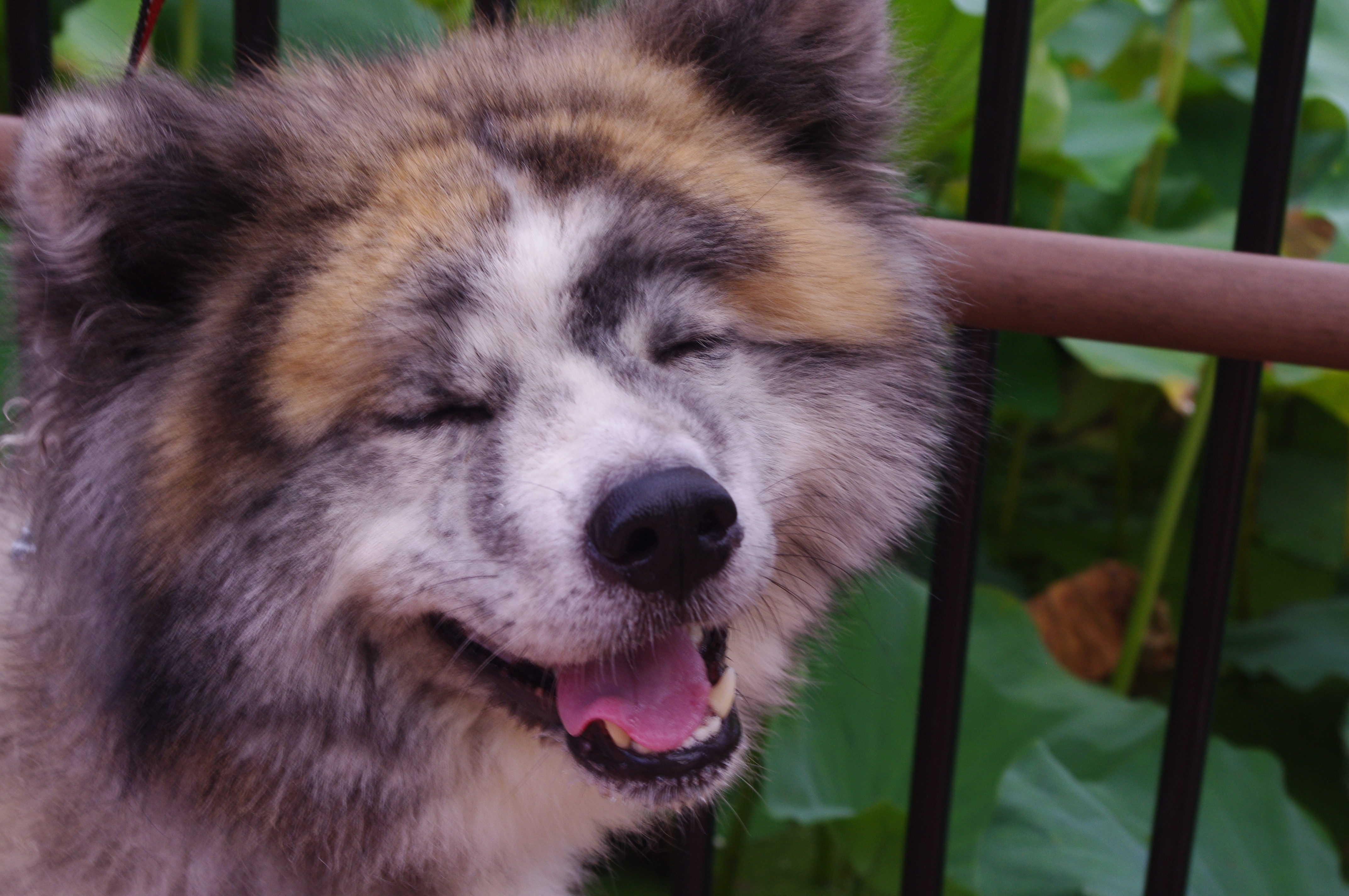 おさんぽ うれしいな！（ミホッチ☆さんの投稿写真） | 犬・愛犬フォトコンテスト イヌトミィ
