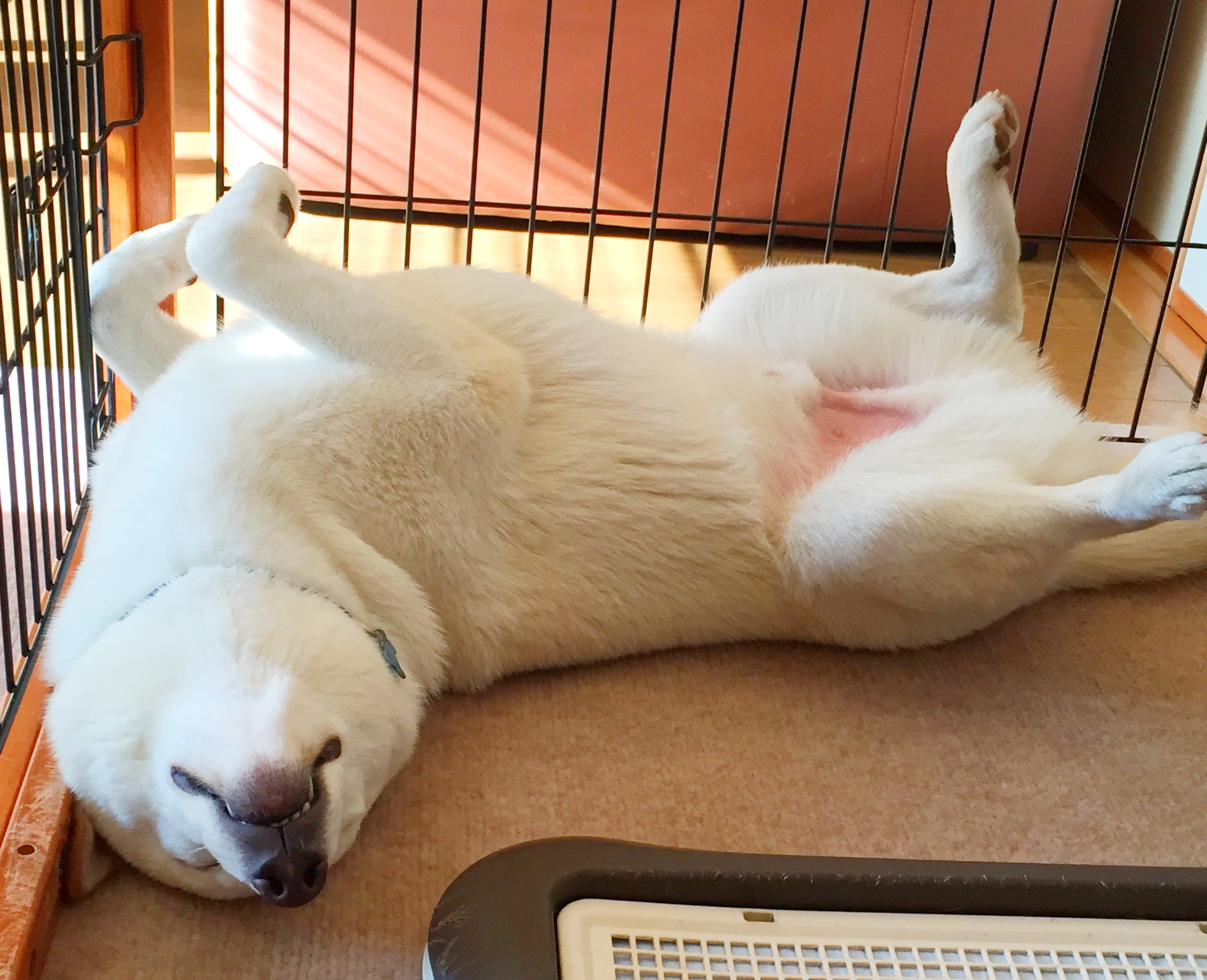 いつも寝相の悪い子 ベンツさんの投稿写真 犬 愛犬フォトコンテスト イヌトミィ いつも寝相の悪い子 ベンツさんの投稿写真 犬 愛犬フォトコンテスト イヌトミィ