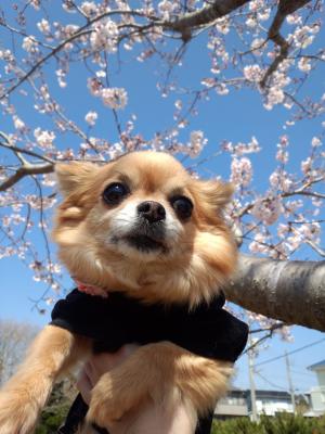 桜と青空