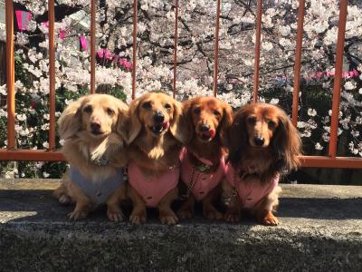 隅田川の桜