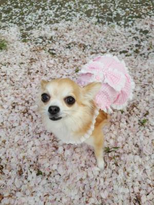 °･:*桜の絨毯*:･°