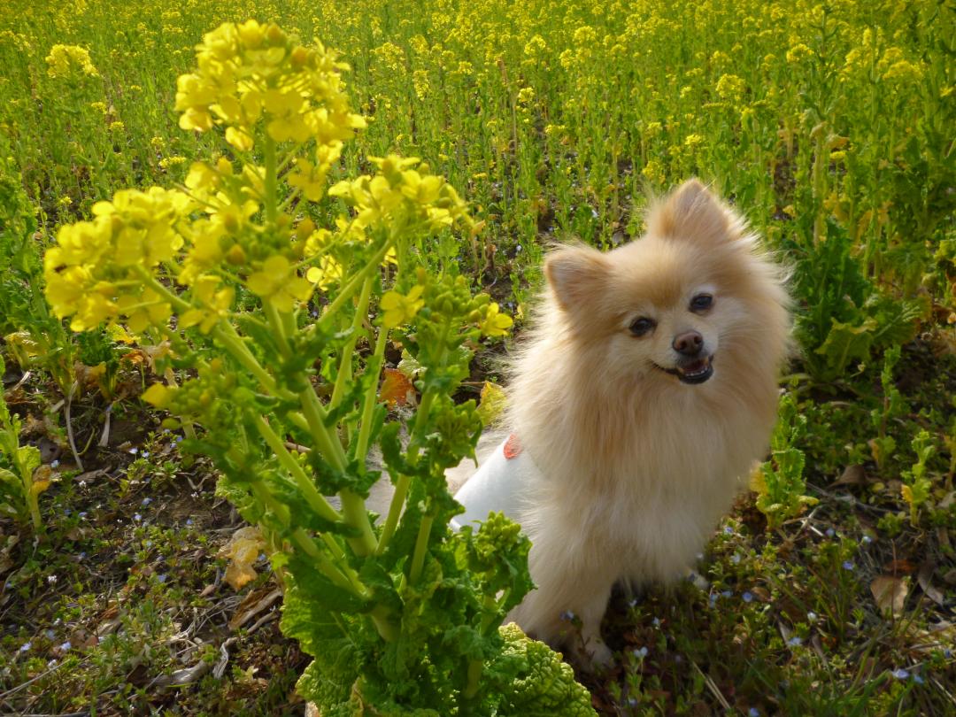 菜の花畑でかくれんぼ♪