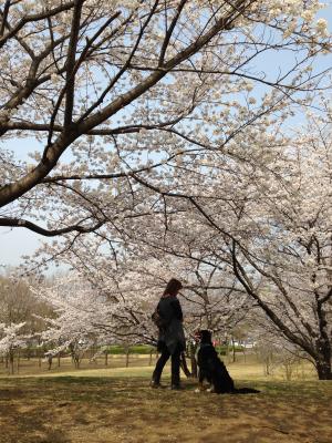 桜とレイ
