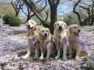 桜色のじゅうたんで🎵