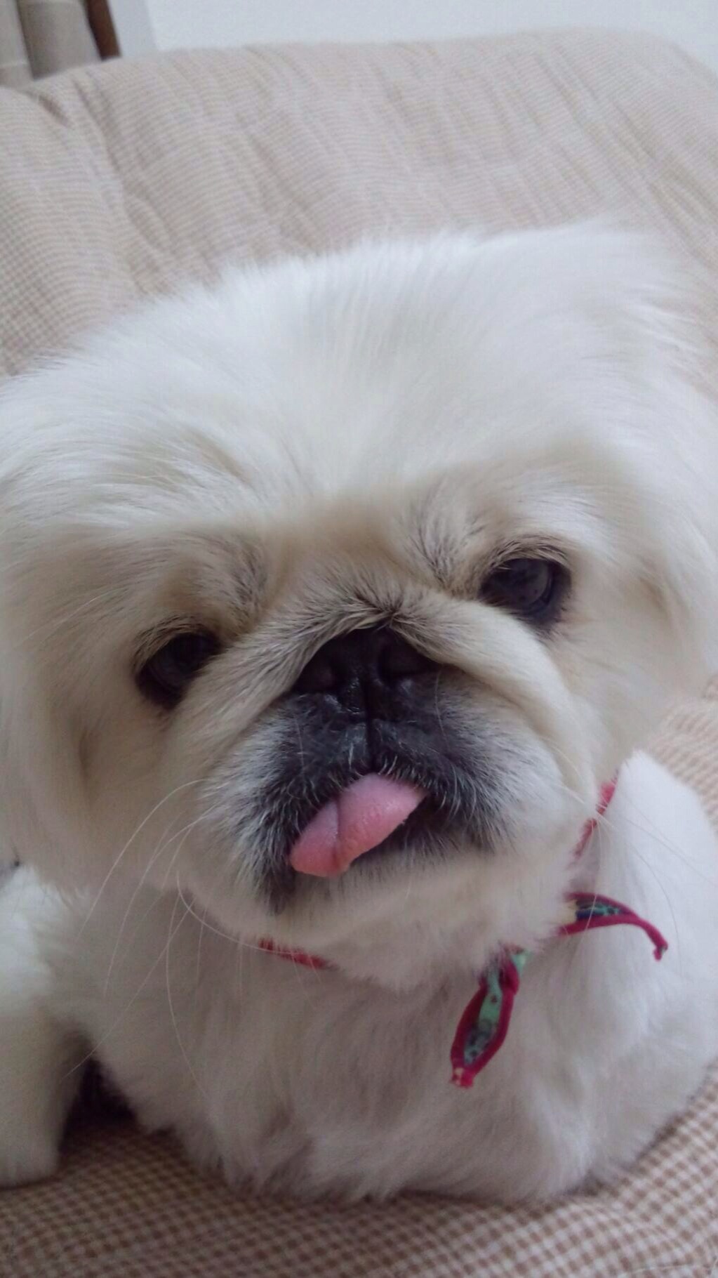 僕の変顔 ゆうちゃんさんの投稿写真 犬 愛犬フォトコンテスト イヌトミィ 僕の変顔 ゆうちゃんさんの投稿写真 犬 愛犬フォトコンテスト イヌトミィ