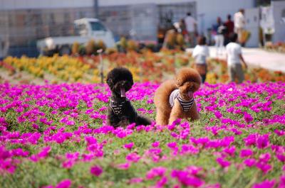 お花の中心で愛を叫ぶ