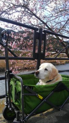 咲き始めの河津桜と