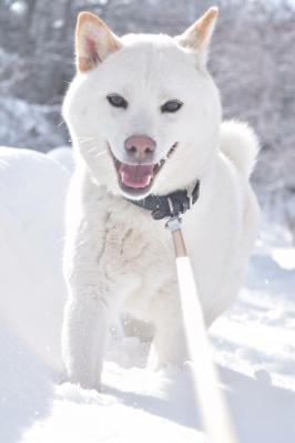 雪道散歩